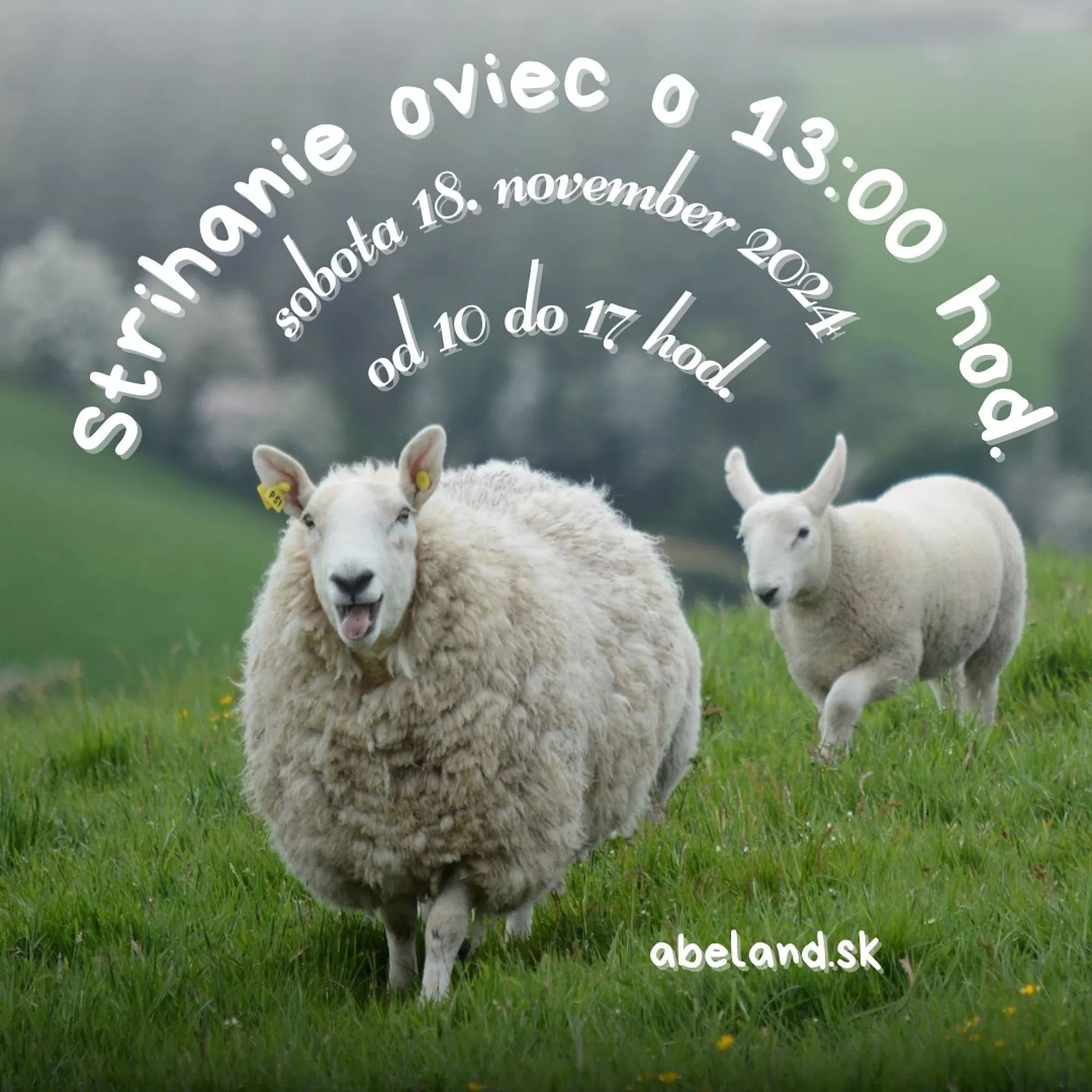 Strihanie oviec v Abelande