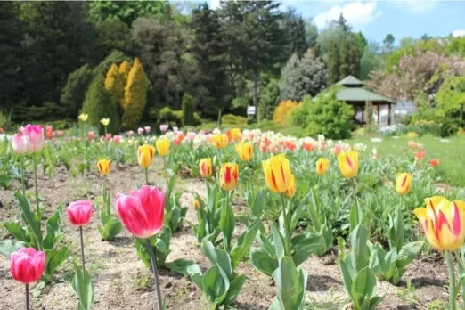 Tulipany v zahrade