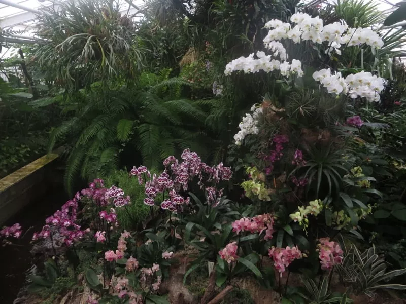 Rastliny a kvety v zahrade