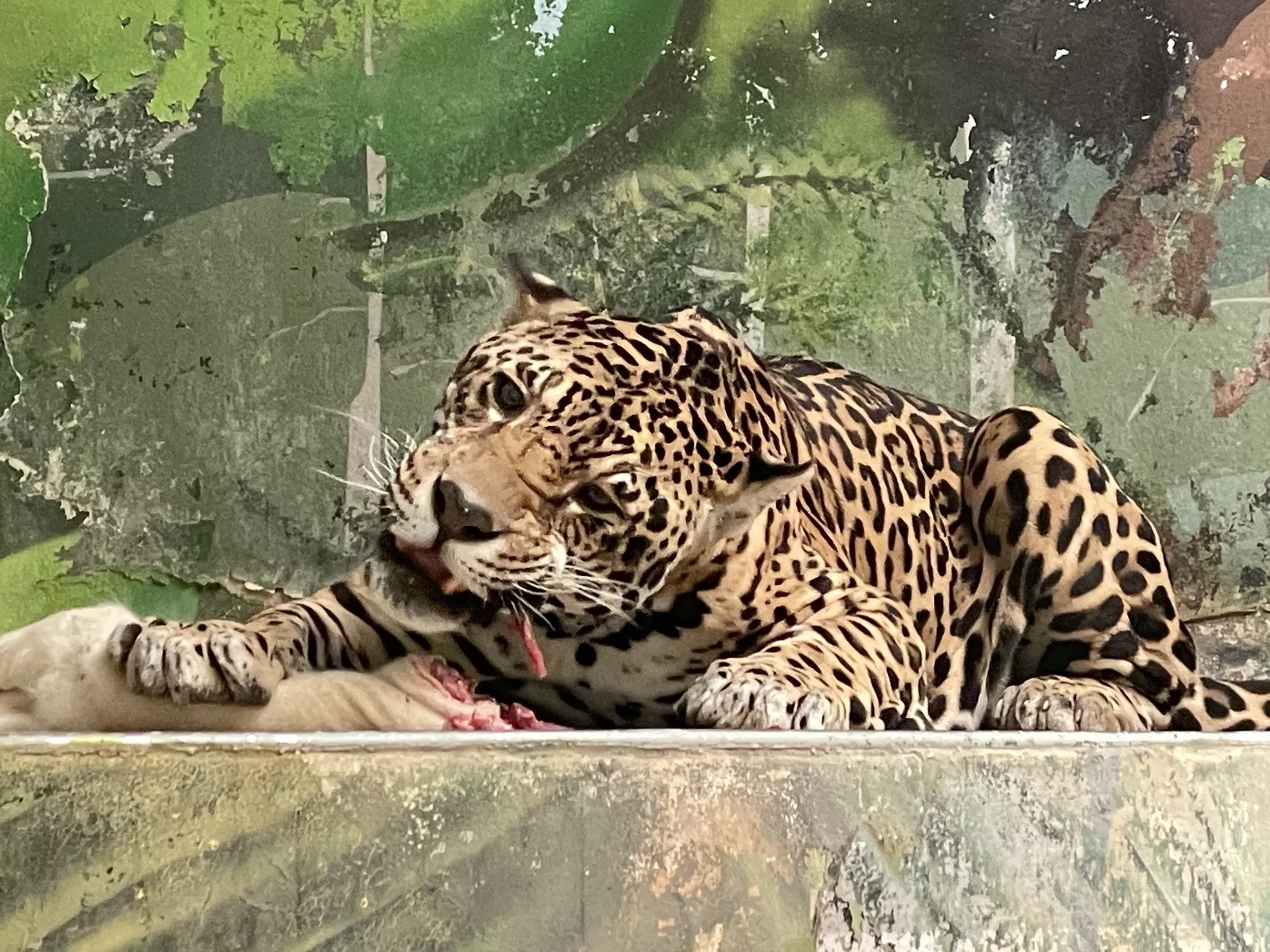Zoo Bratislava - jaguár (©miribord)