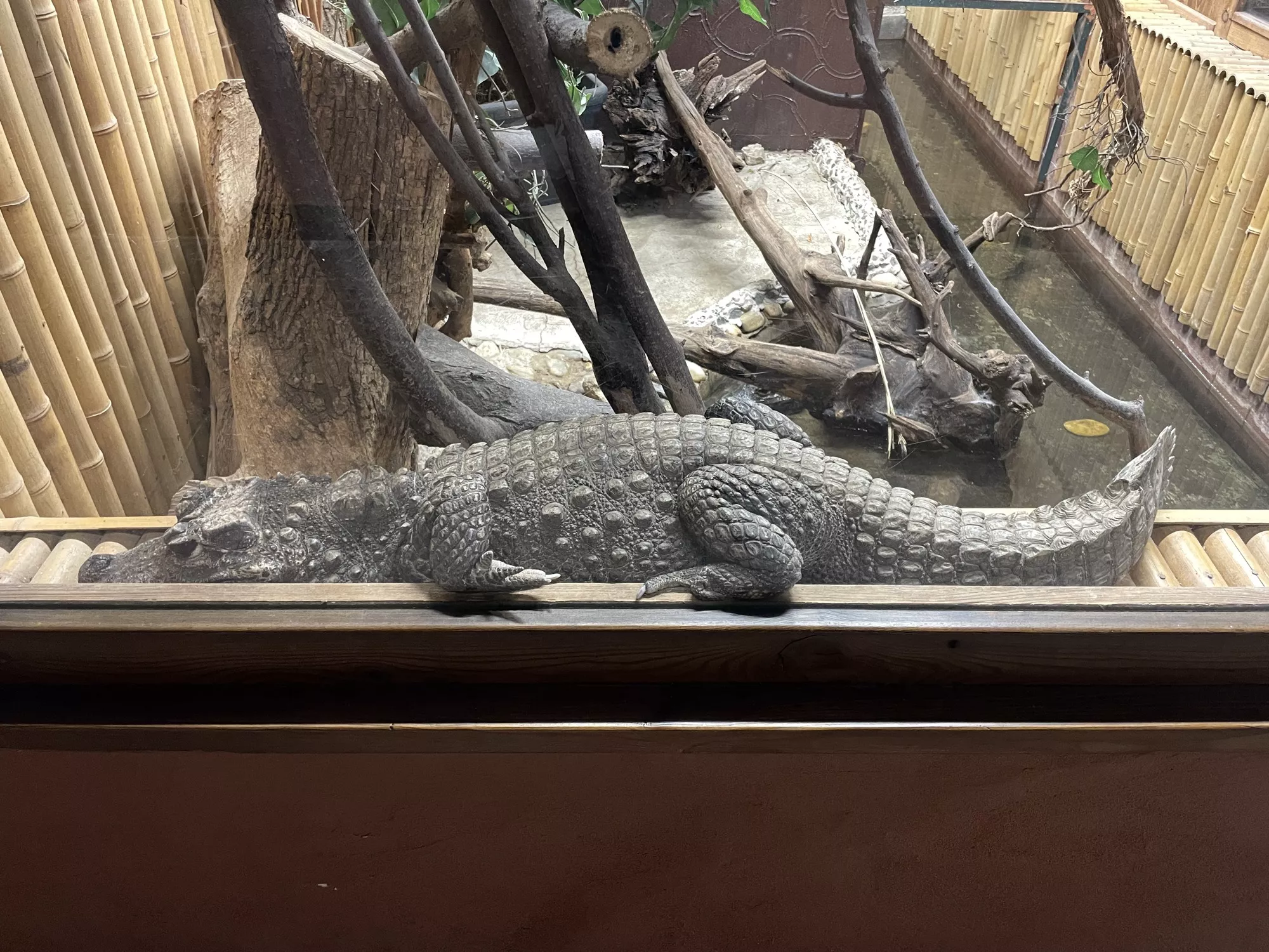 Zoo Bratislava - krokodíl (©miribord)