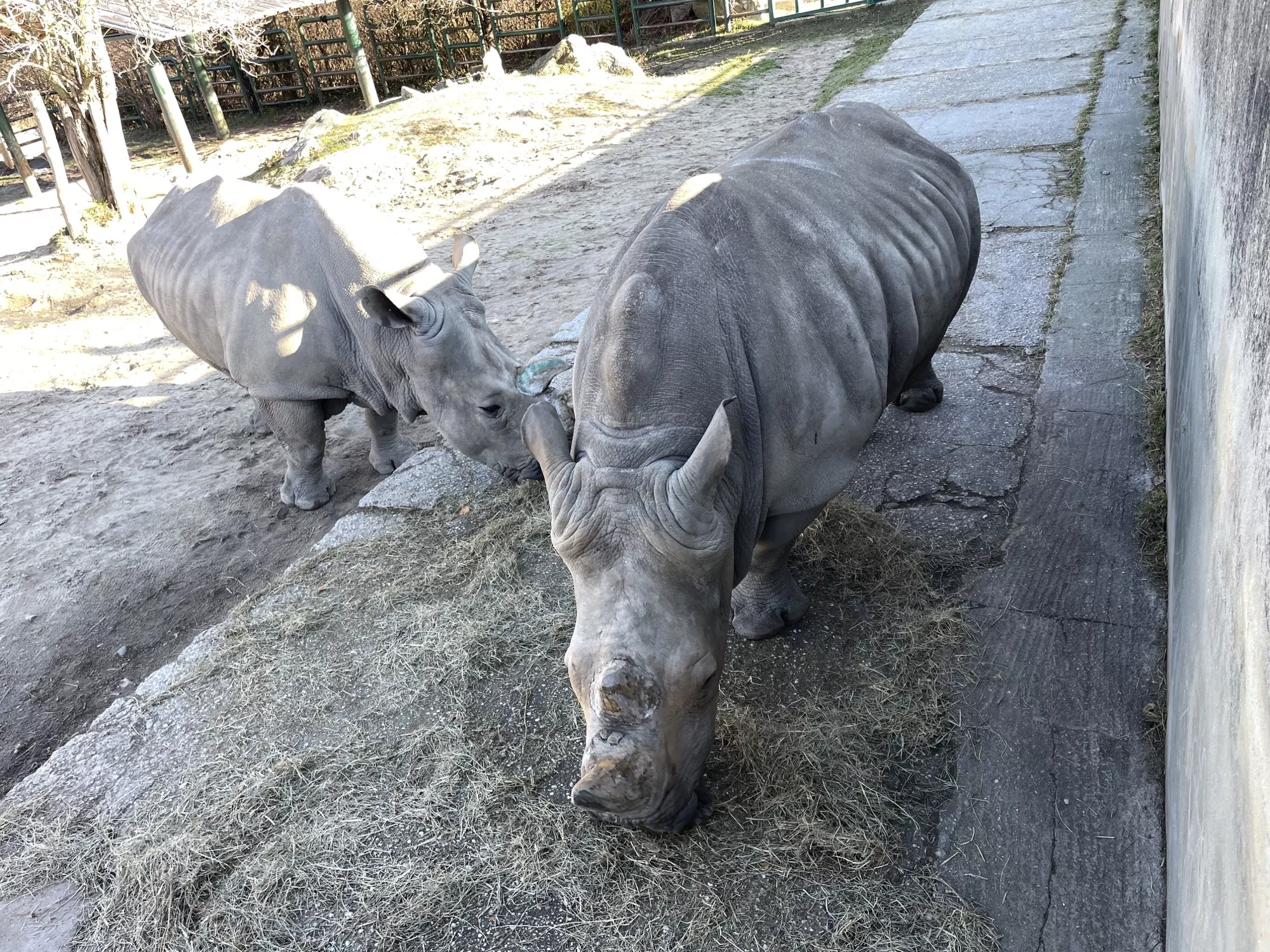 Zoo Bratislava - nosorožce (©miribord)