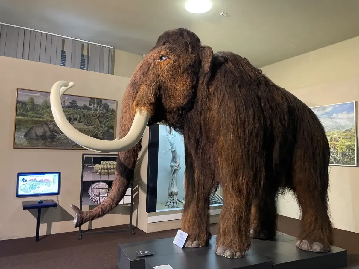 Prírodovedné múzeum mamut