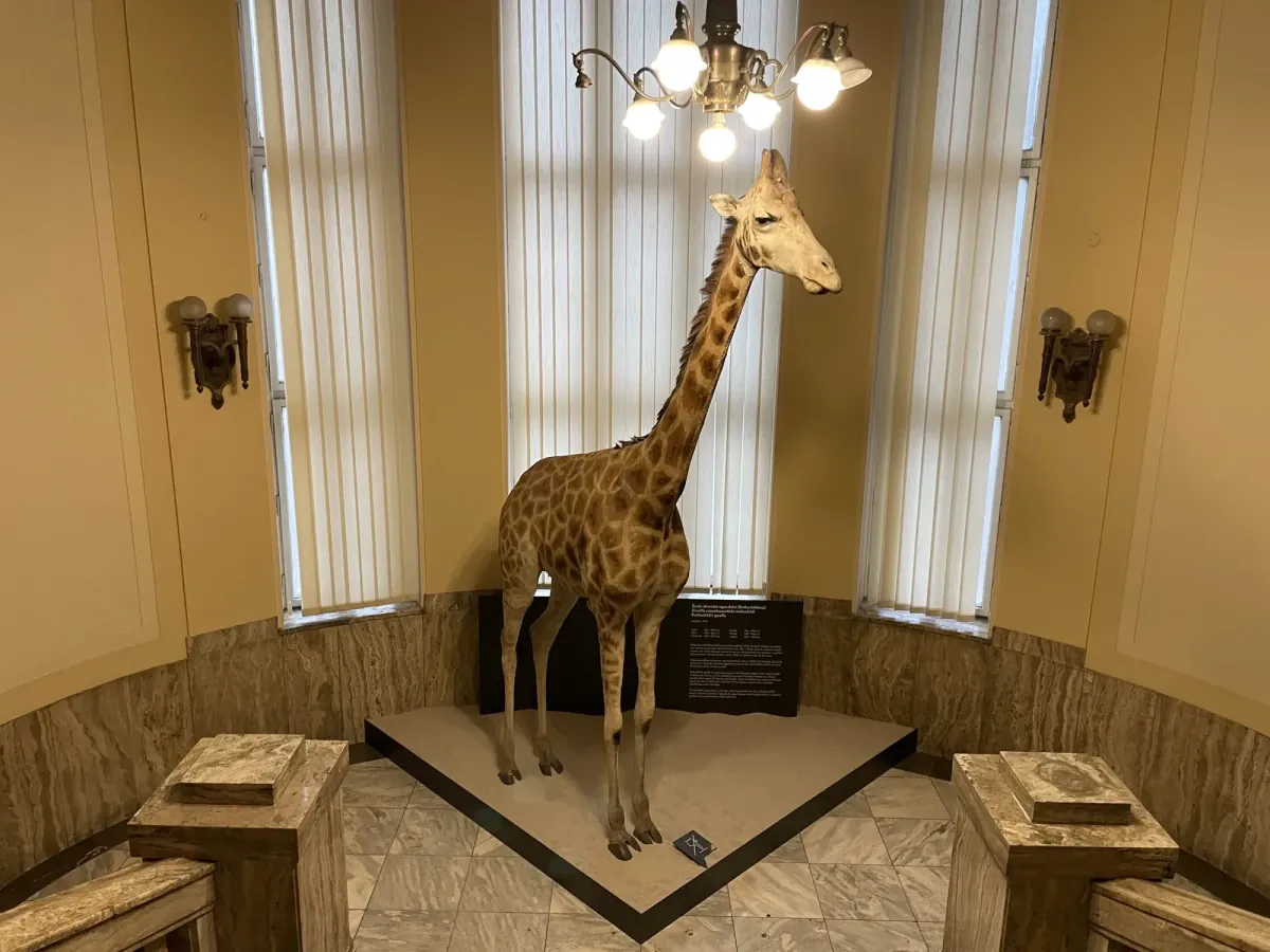 Prírodovedné múzeum žirafa