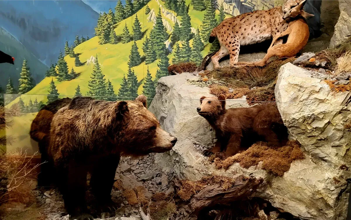 Múzeum ochrany prírody a jaskyniarstva - medveď