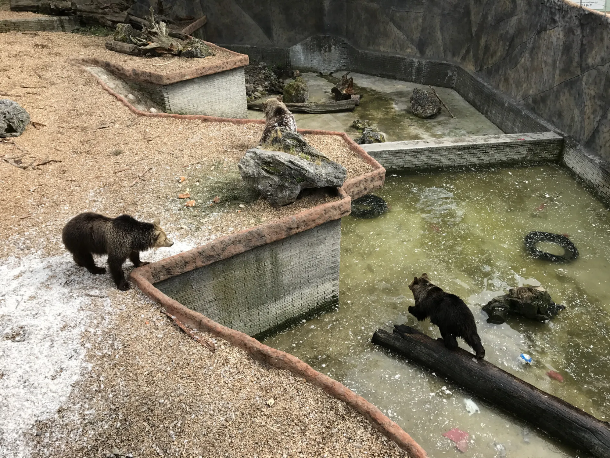 Zoo Bojnice - medvede (©miribord)