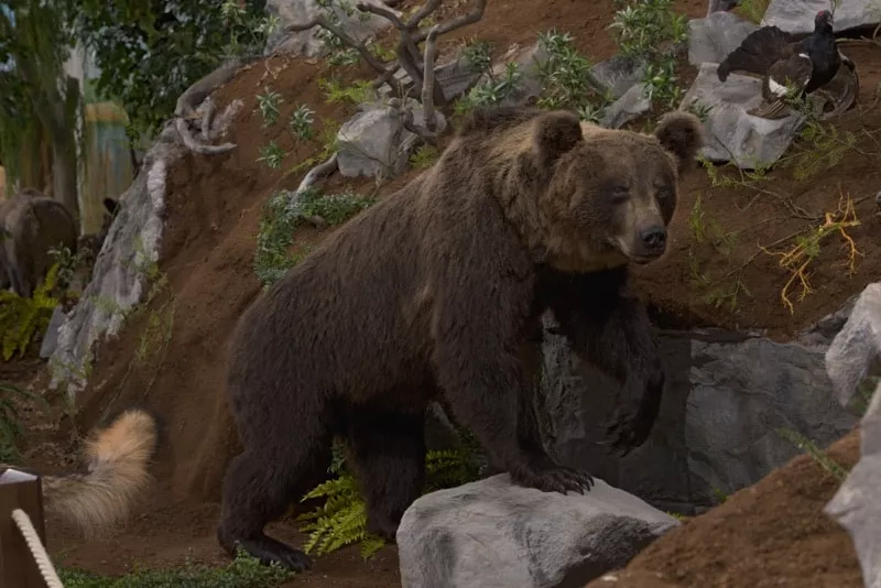 Prirodovedna expozicia - medved