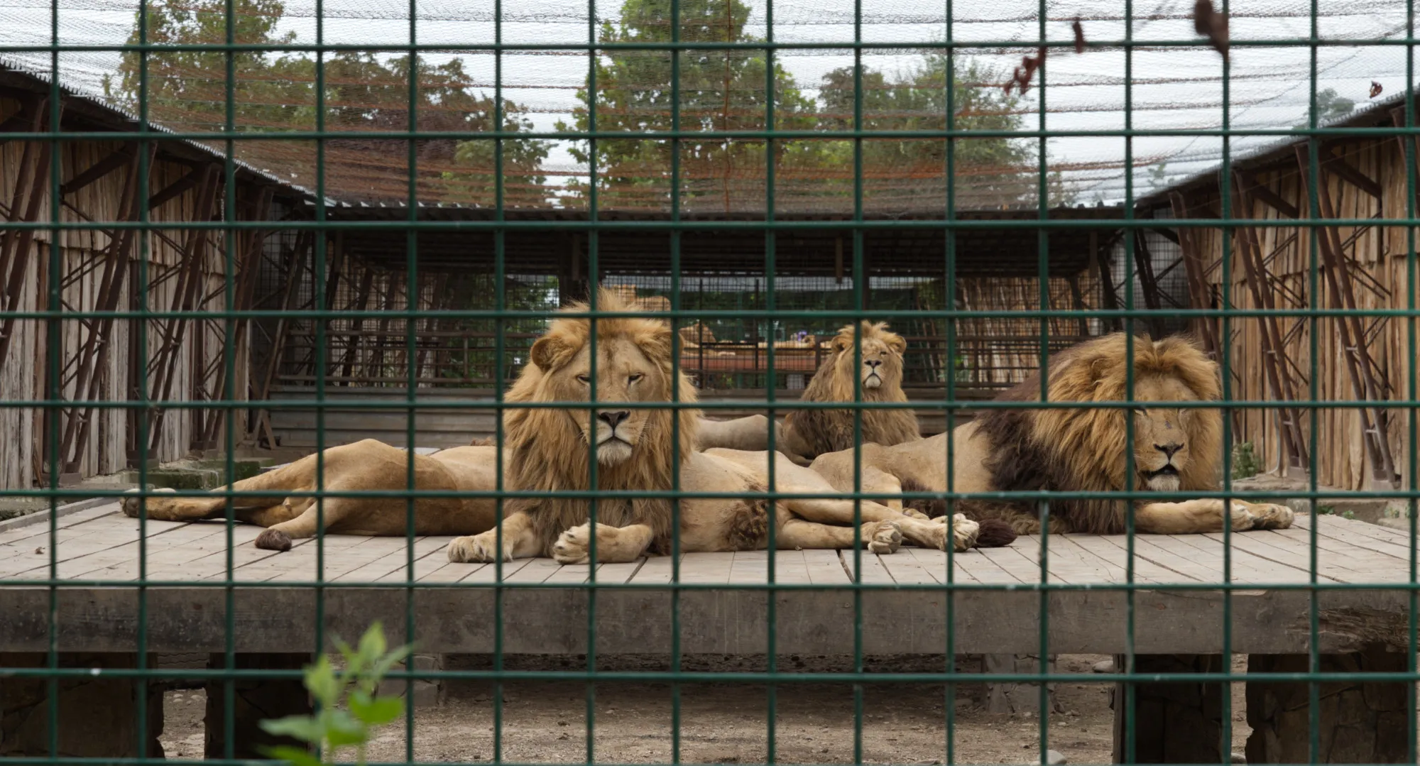 Panthera Park (©miribord)