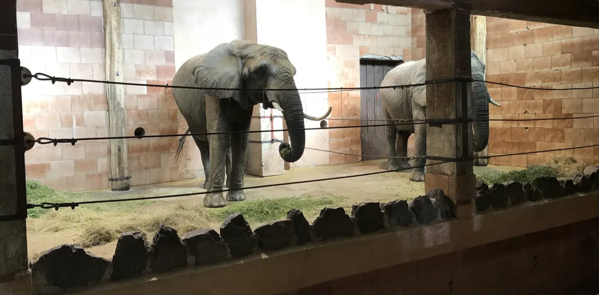 Národná Zoo Bojnice je jedna z najpopulárnejších atrakcií v Bojniciach.