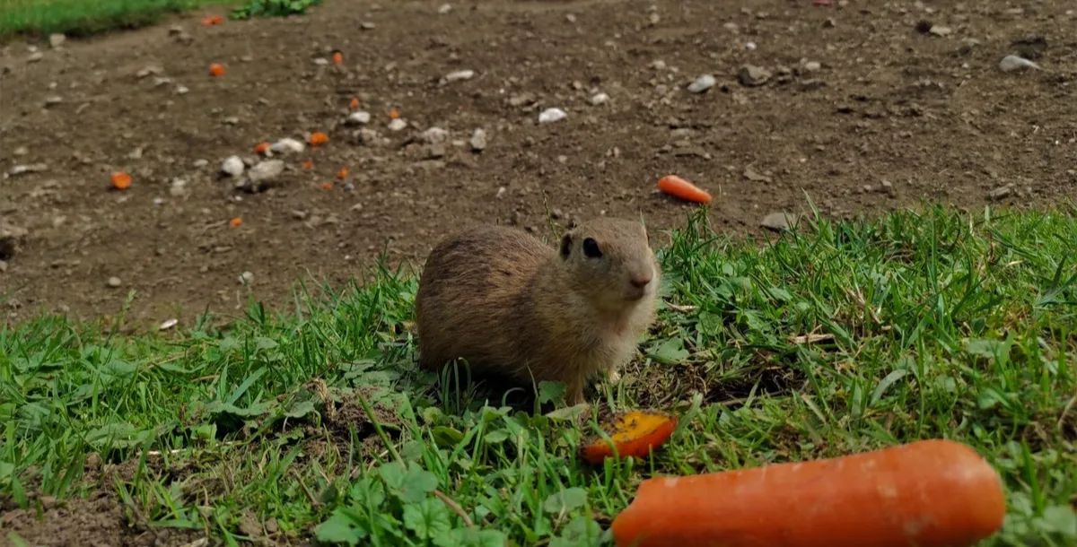 Malý syseľ v Sysľovisku v Muránskej planine.