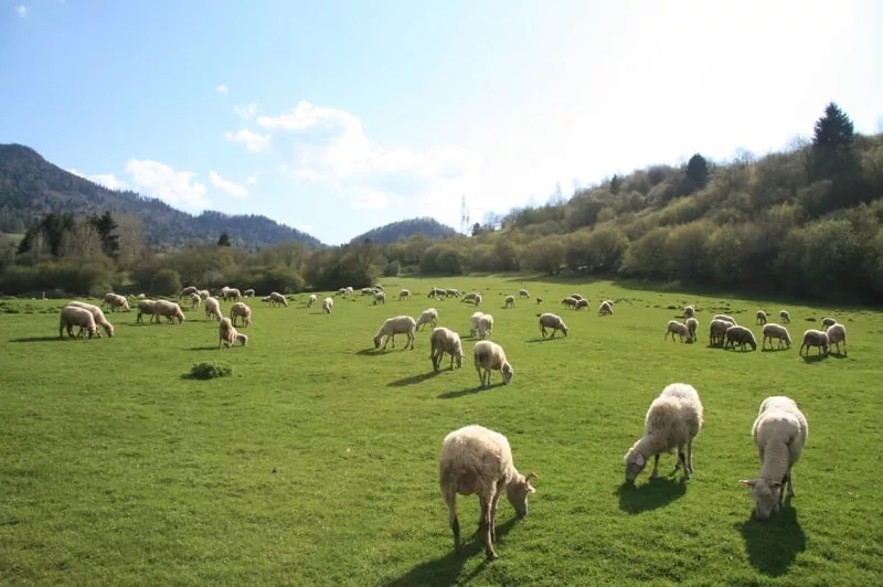 Ovce na poli