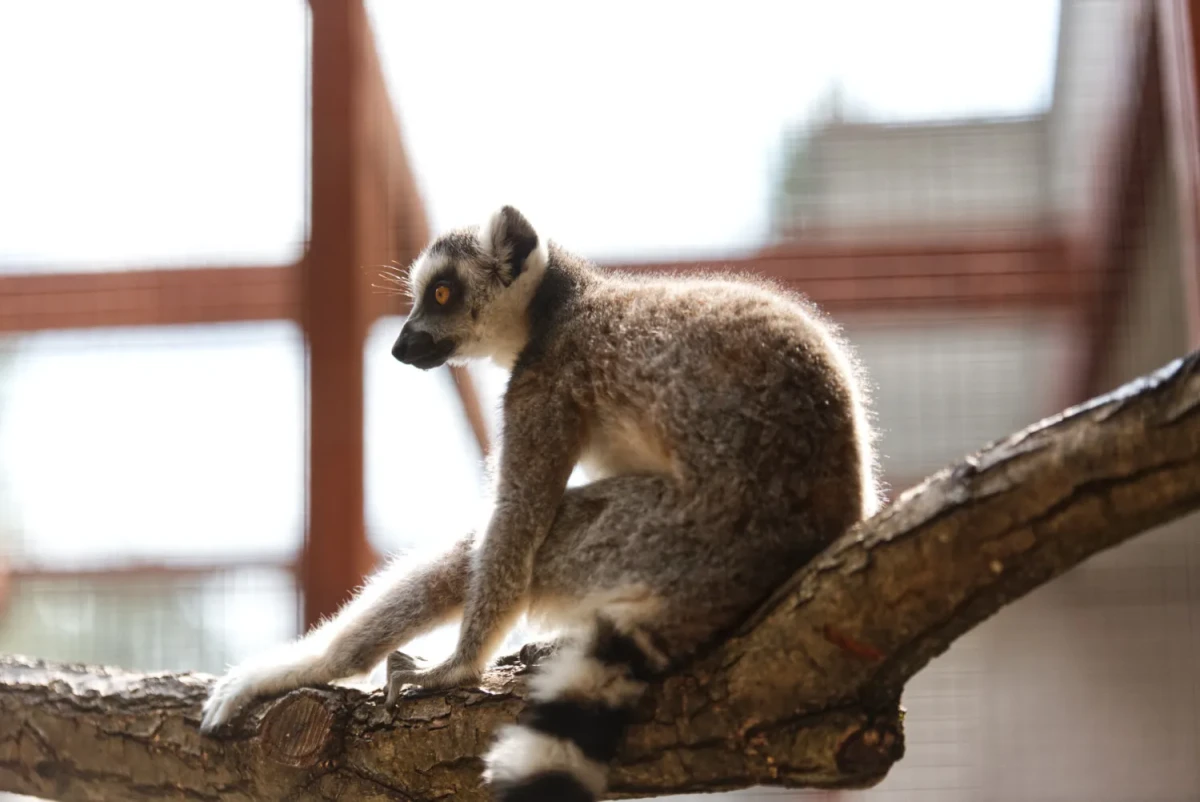 lemur v zoo