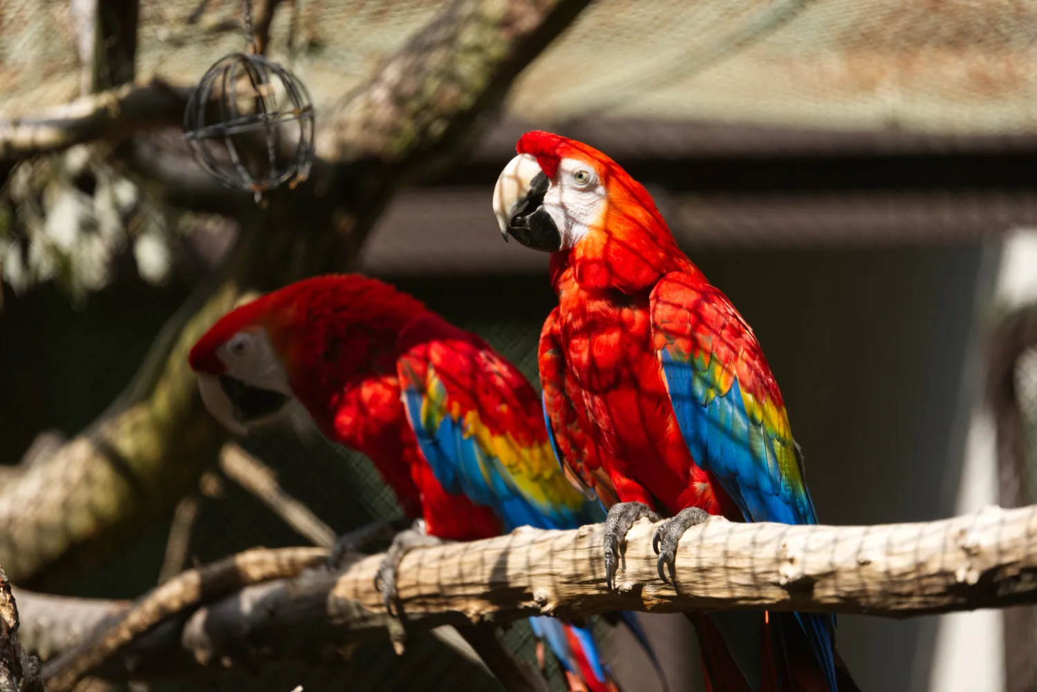 Krásne papagáje Ara v Zoo Kosice