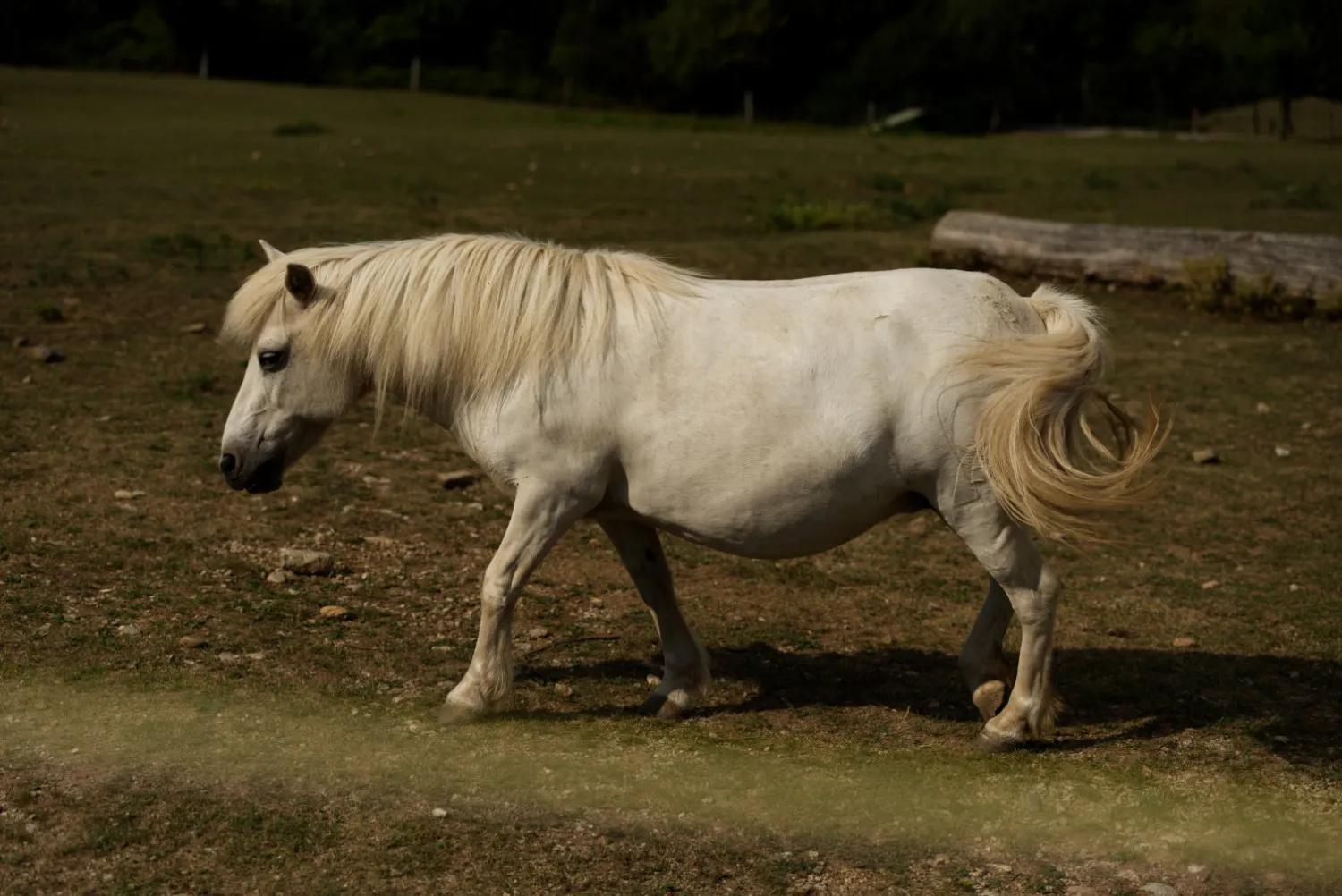 konik v kosickej zoo na pastvine