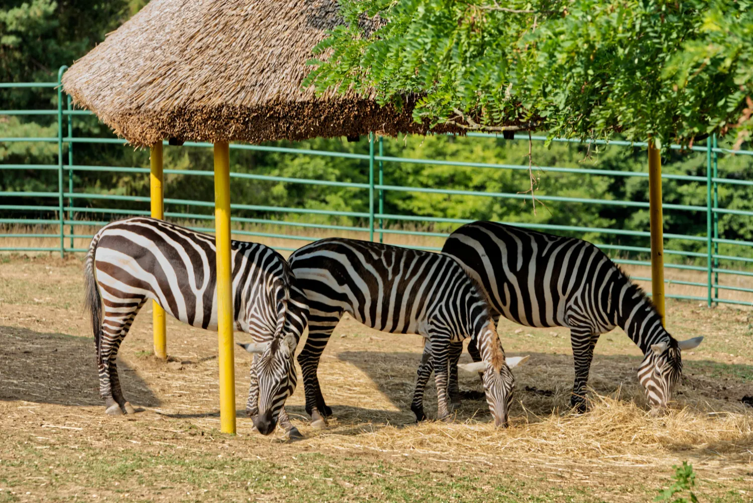 Zebry pod pristreskov v zoo