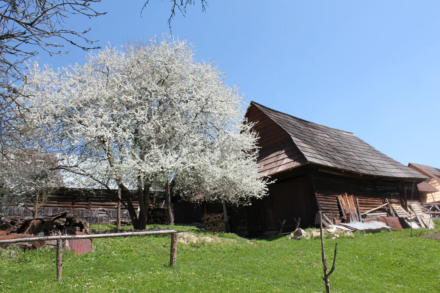 vlkolinec na jar a rozkvitnuta ceresna