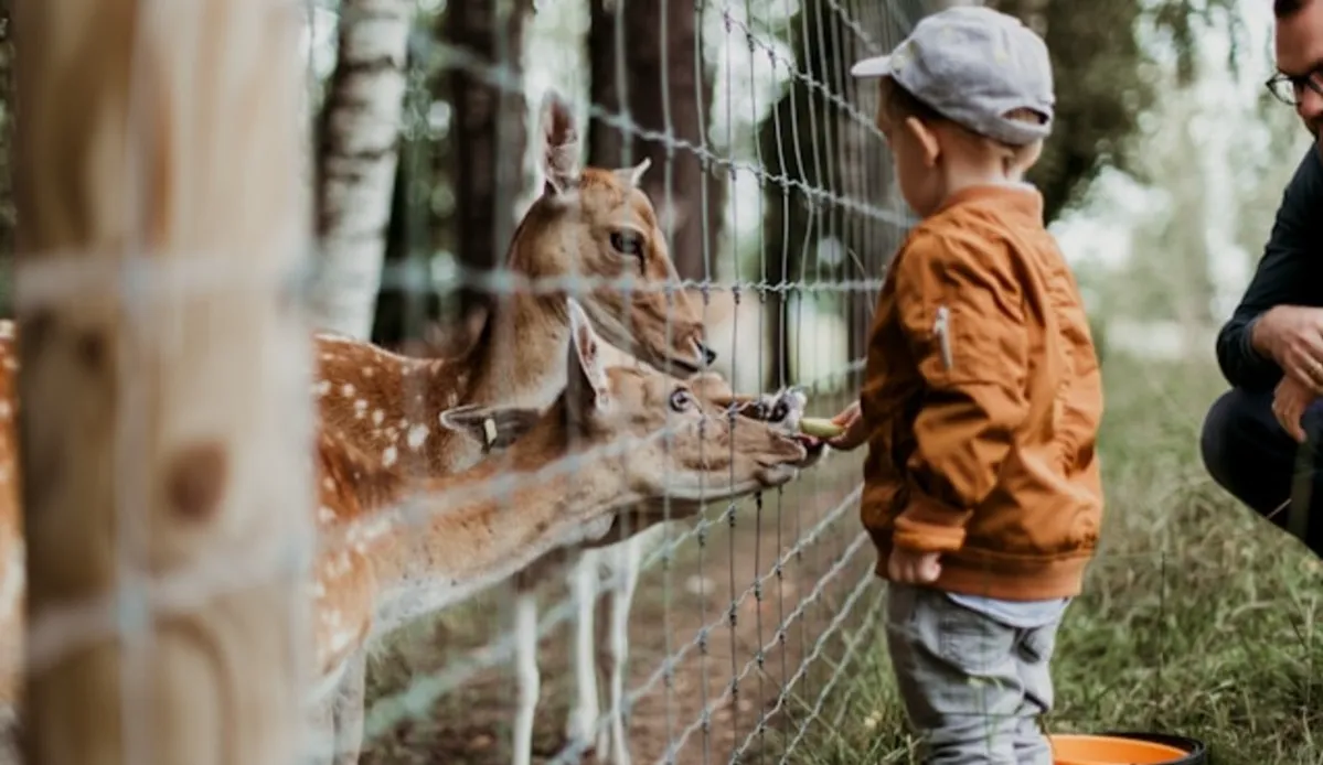 kŕmenie zvierat v zoo