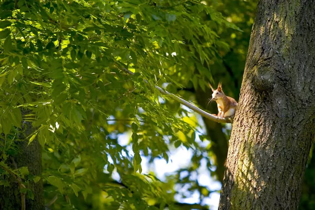 Kastiel Pusty Chotar - vevericka na strome