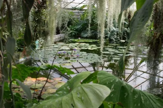 Botanicka zahrada - prehliadka lekna a vodne rastliny