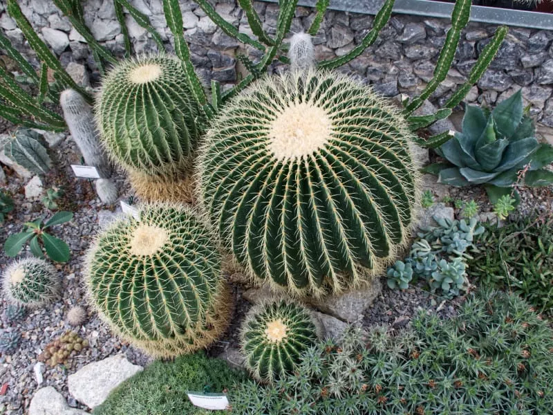 Botanicka zahrada - kaktusy