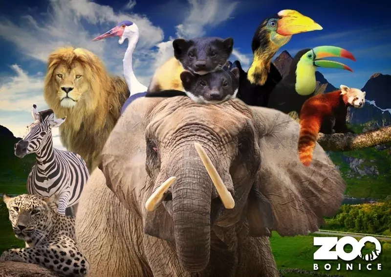 zoo bojnice kolaz zvierat