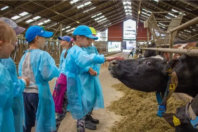 farma vychodna deti na prehliadke pri kravach
