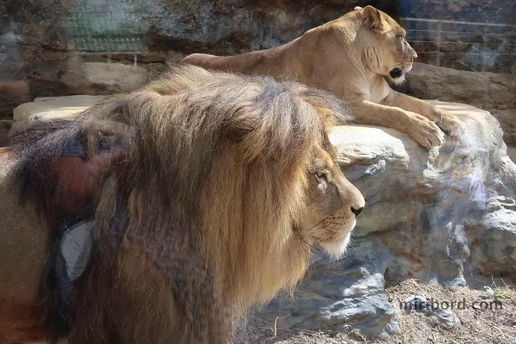 zoo bojnice levy