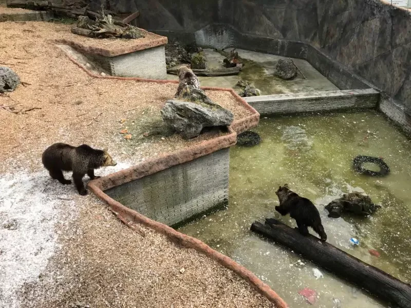 Zoo Bojnice - medvede vo vybehu