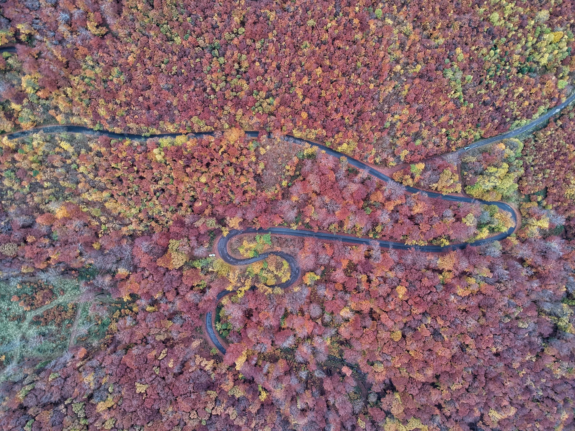 cesta z vtacej perspektivy pomedzi stromy v jesennom obdobi