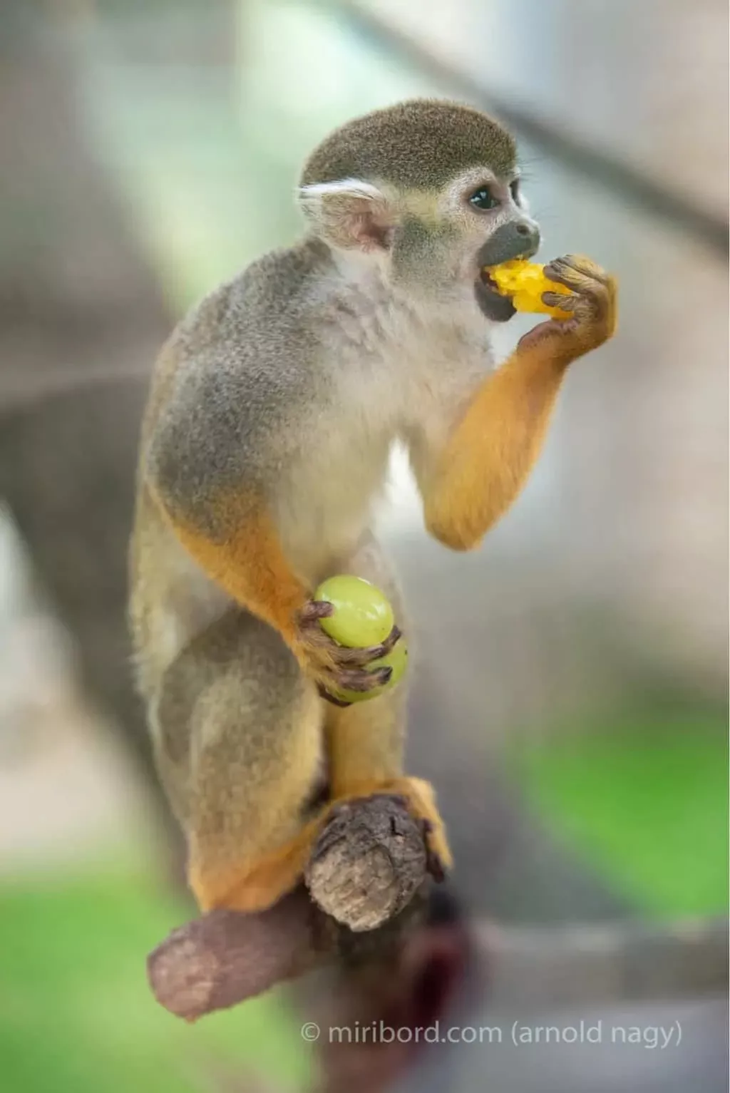 zoo spisska nova ves opica s jedlom
