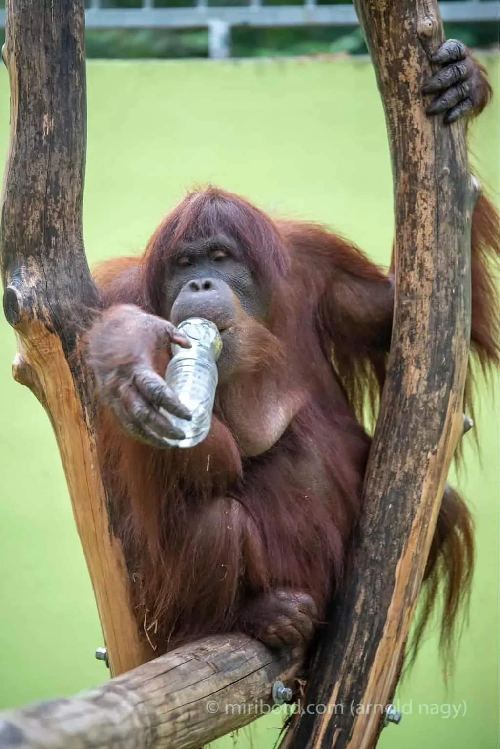 orangutan bornejsky - zoo spisska nova ves