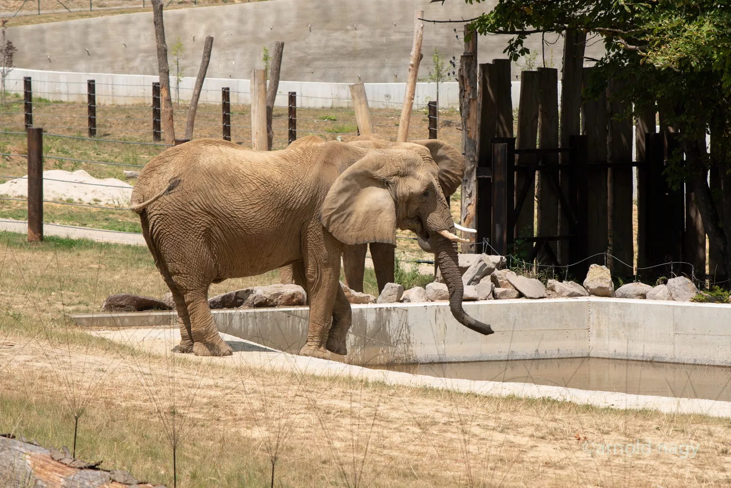 Zoo Bojnice - slon