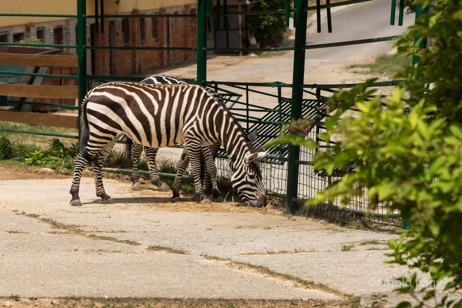 Zoo Bojnice - zebra