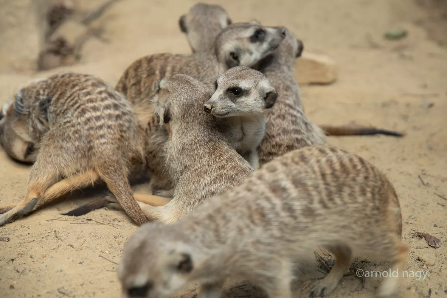 Zoo Bojnice - surikaty