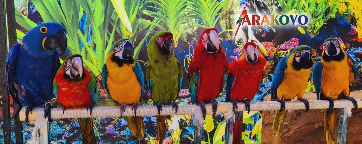 arakovo styri papagaje