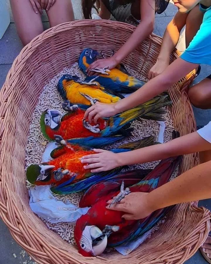 arakovo papagaje v kosiku ktore hladkaju navstevnici