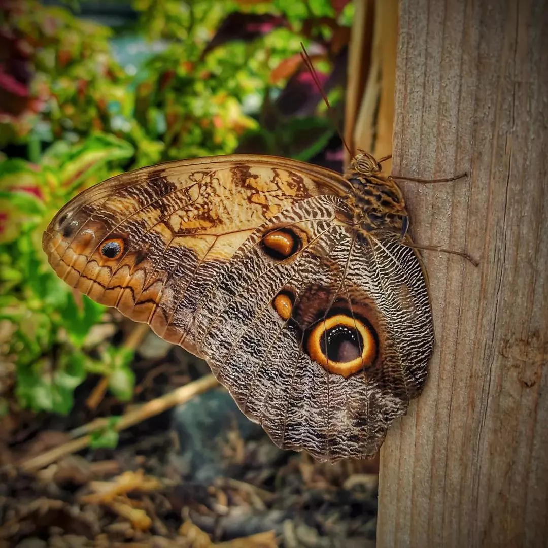 Motylia zahrada - motyl