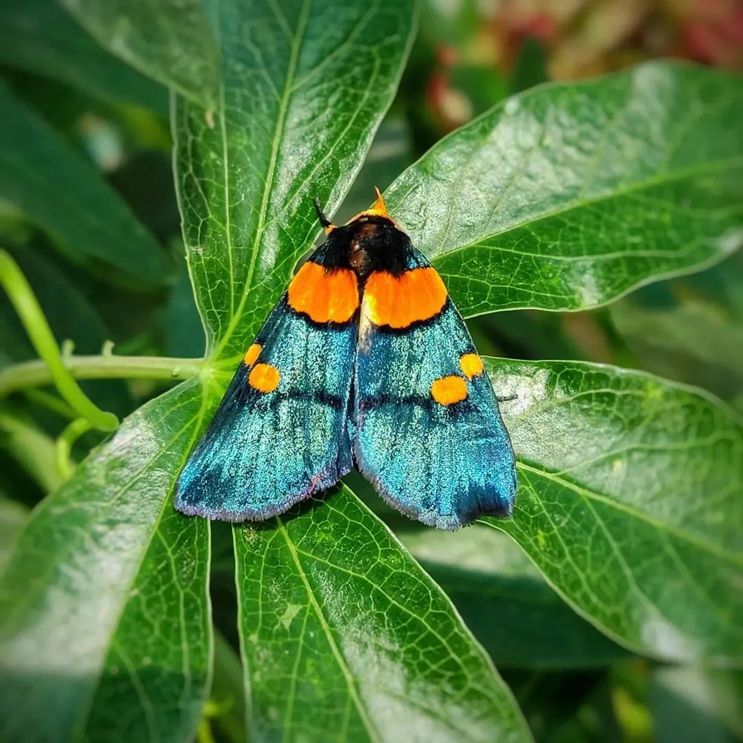 Motylia zahrada - motyl