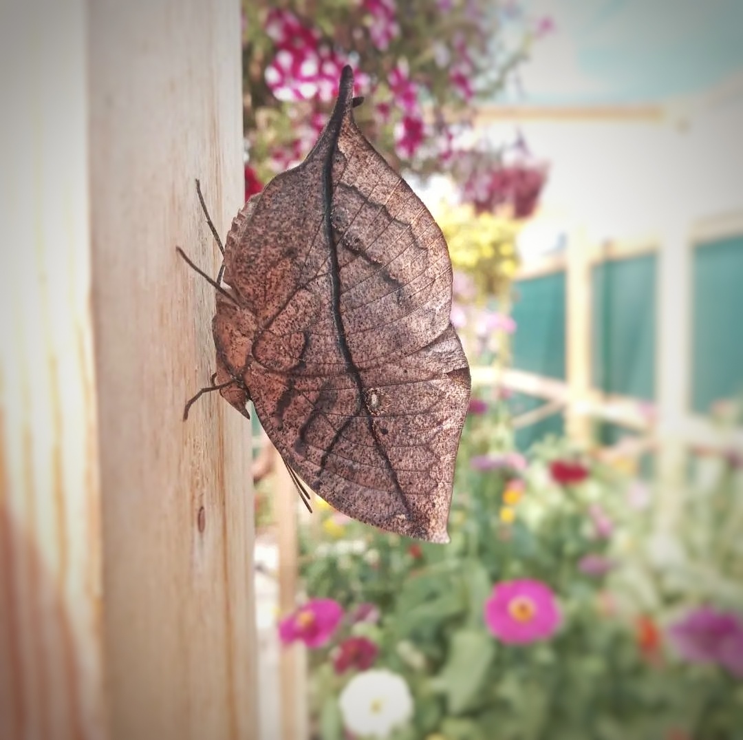 Motylia zahrada - motyl ako list