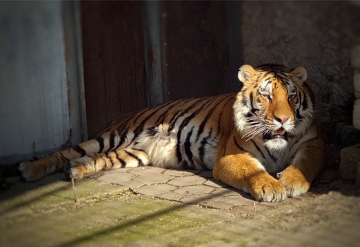Tiger lezi na slnku