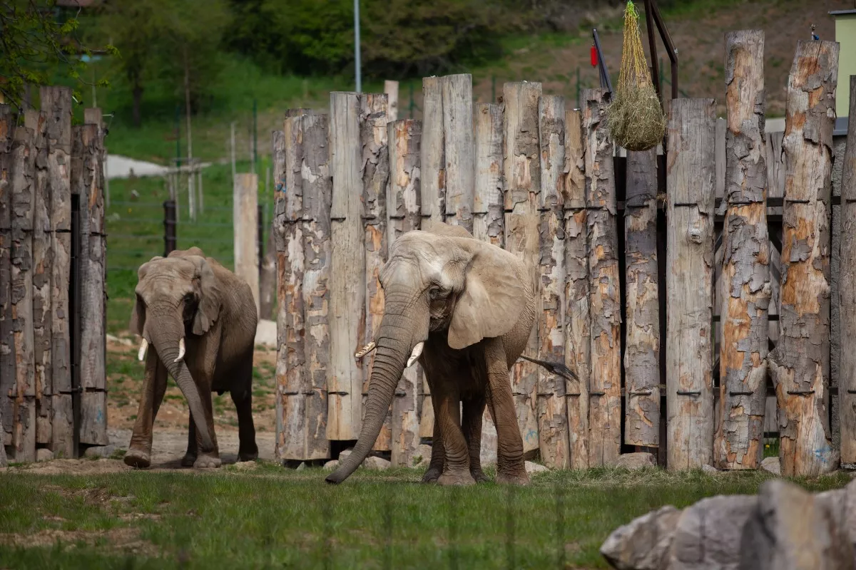 Slony vo vonkajšom výbehu nového pavilónu slonov.