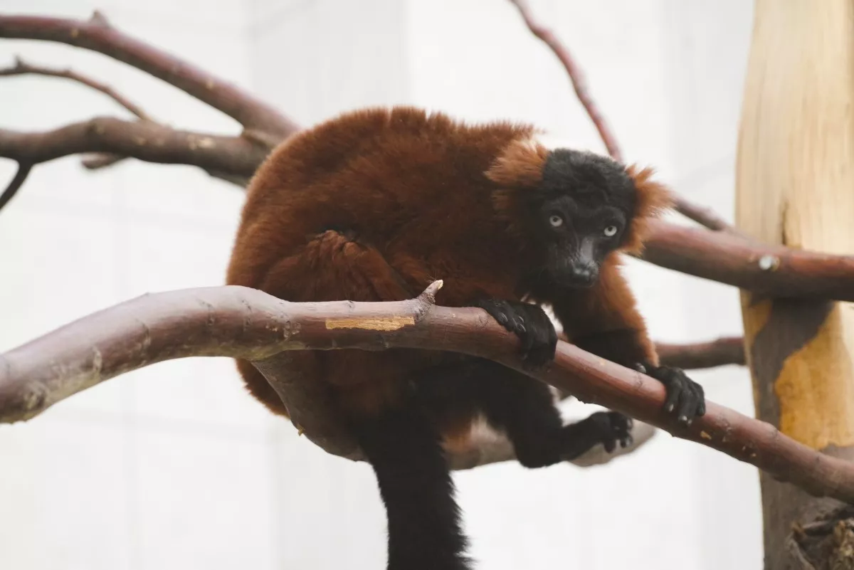 Lemur vari červený v pavilóne primátov Nzoo Bojnice.
