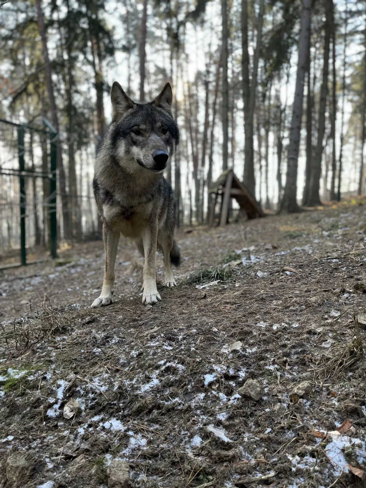 Vlk eurázijský v Nzoo Bojnice.