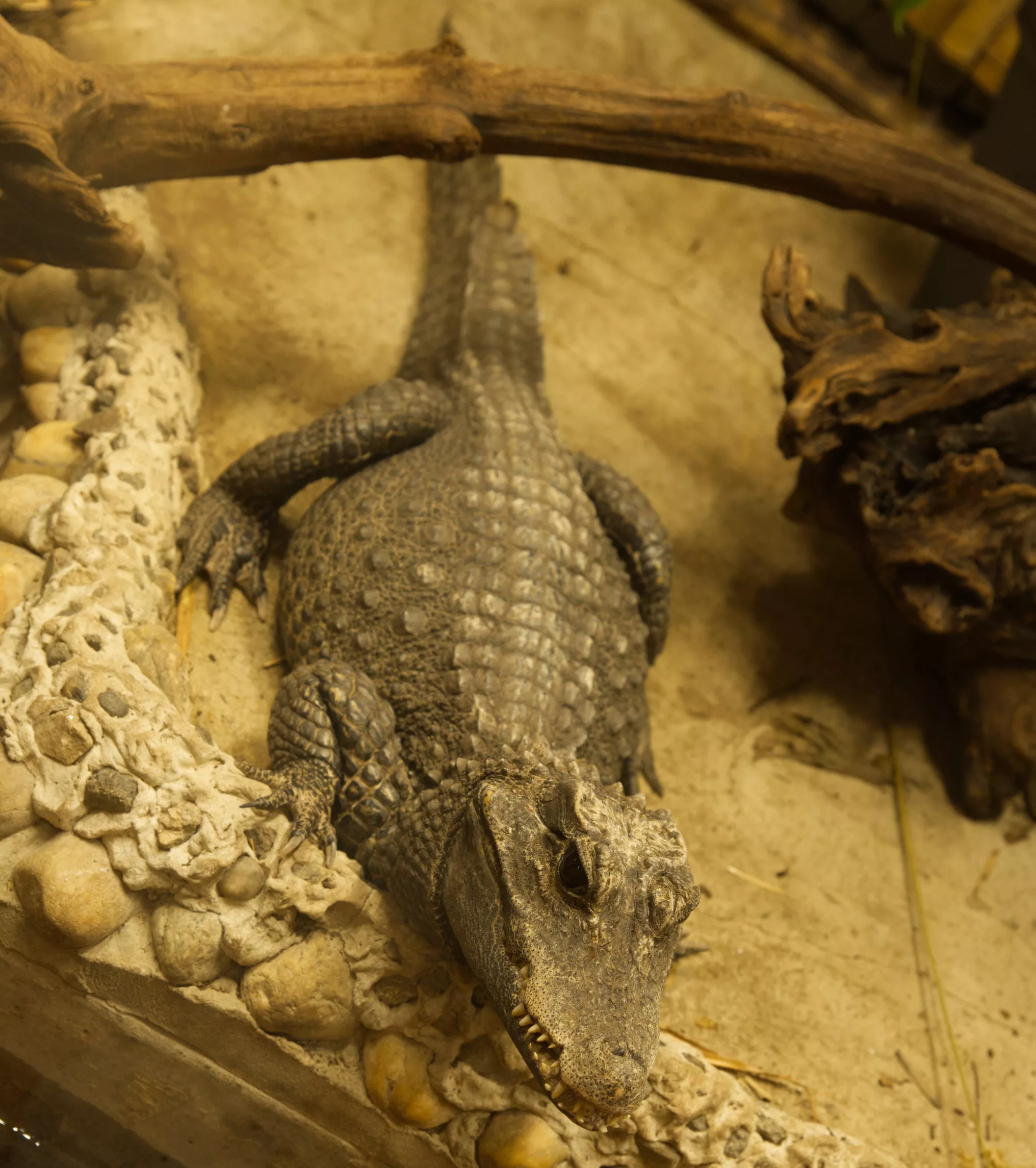 Zoo Bratislava - krokodil
