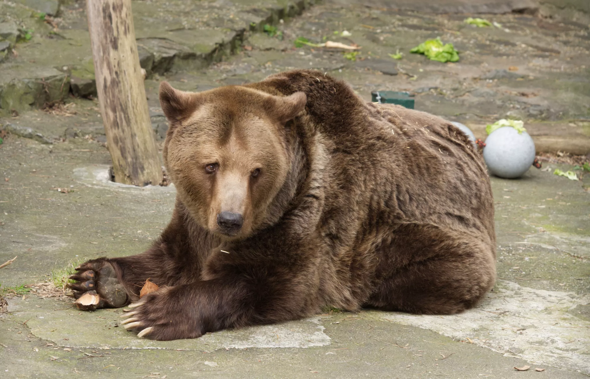 Zoo Bratislava - medved