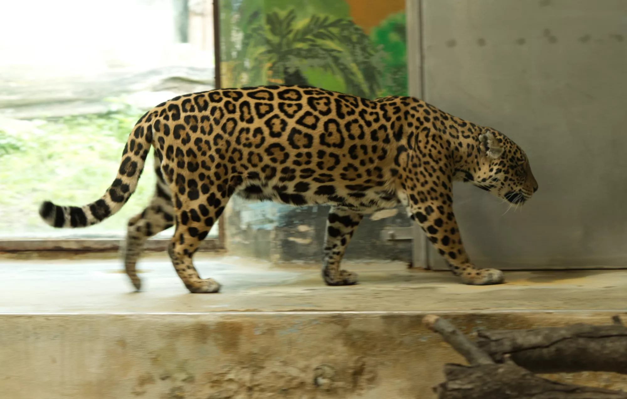 Zoo Bratislava - jaguar