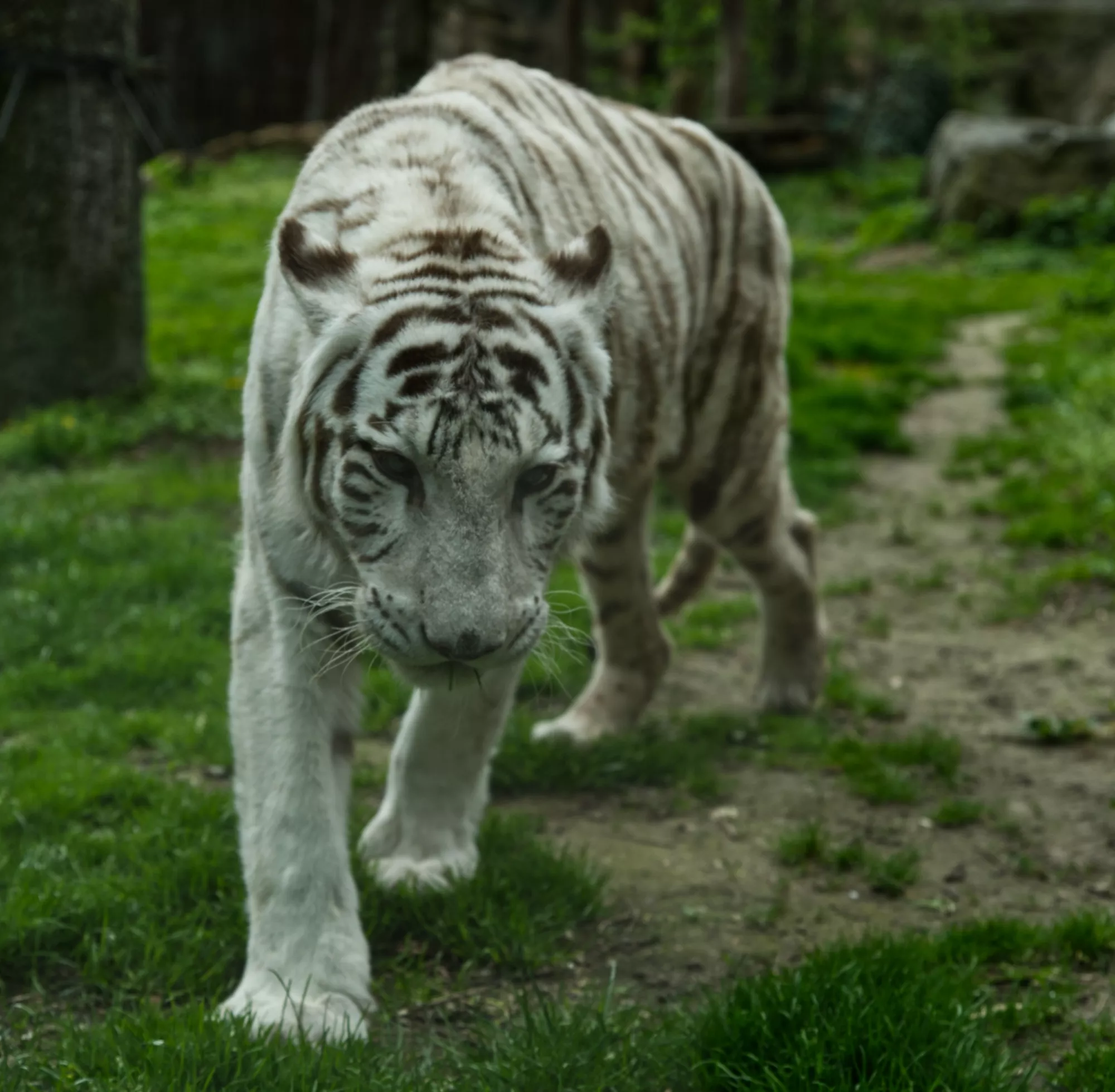 Zoo Bratislava - tiger