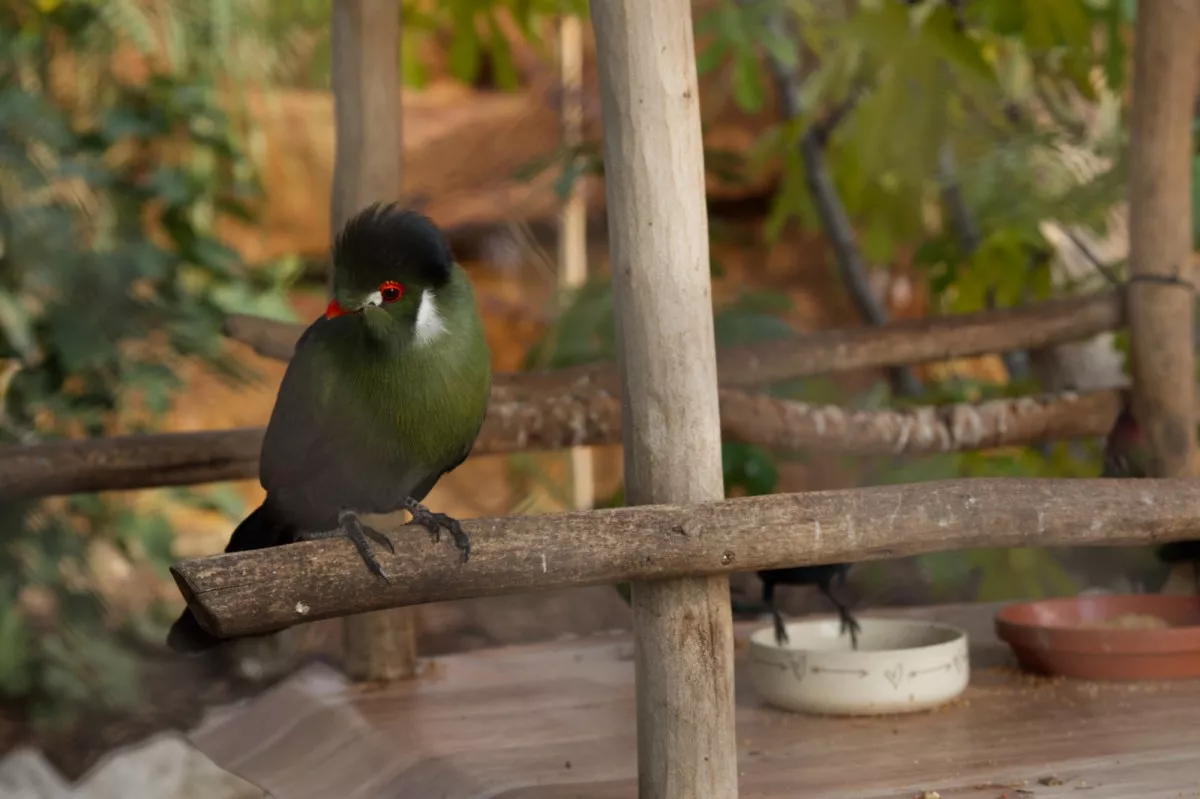 Eko Park Piešťany papagáj