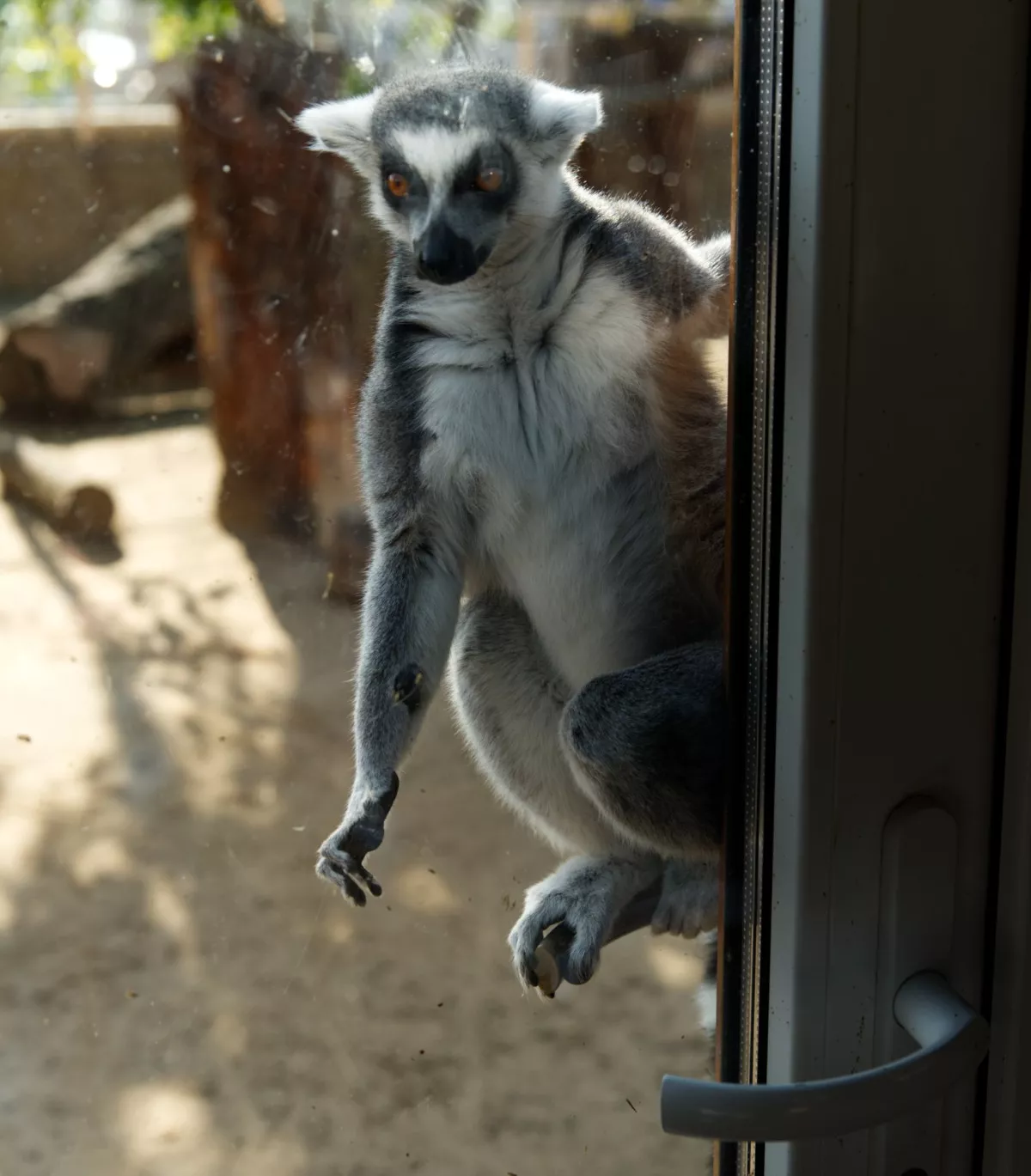 Eko Park Piešťany lemur na dverach