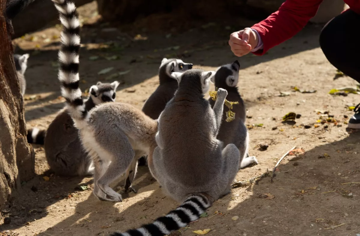 Eko Park Piešťany krmenie lemurov